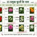 hindi names for flower