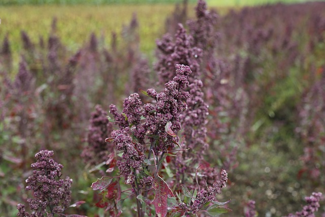 Quinoa plant in Hindi - किनोआ का पौधा खेत में (Quinoa crop field - Kinoa ka Paudha)