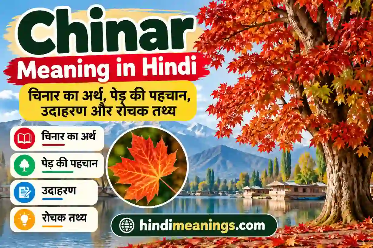 Chinar Meaning in Hindi